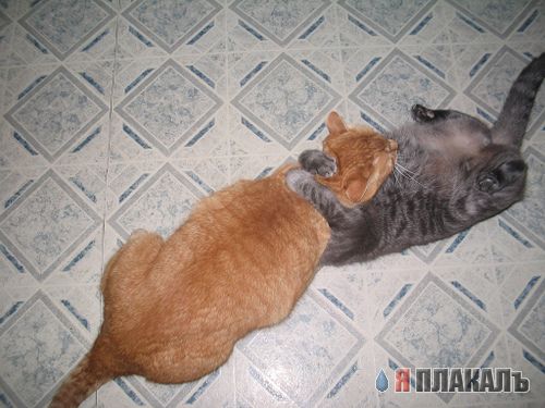 Коты, кошки, котята