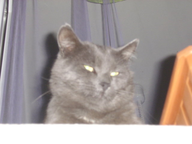 Котомет на вторник (18.12.2007)