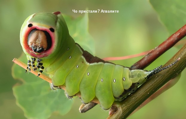 А это гусеница. С пингвинами...