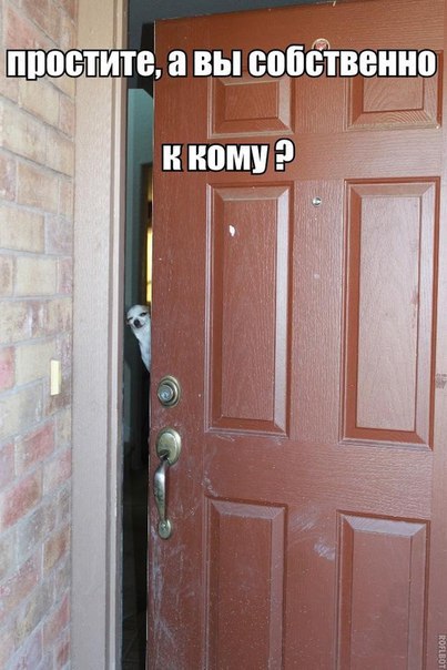 Прикольные животные