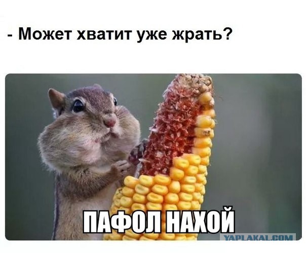Фото из конкурса на самую смешную фотографию дикой природы