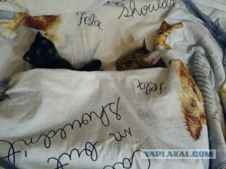 Котовторник 13.12.2016