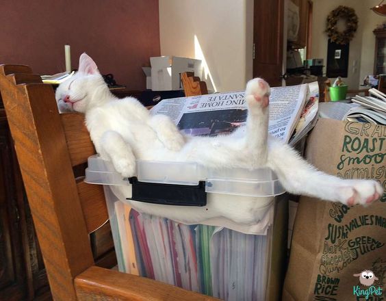 Коты из сети