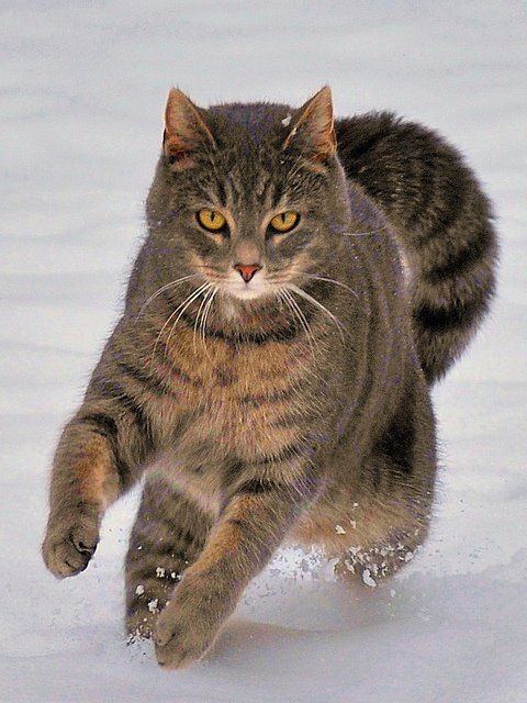 Коты из сети