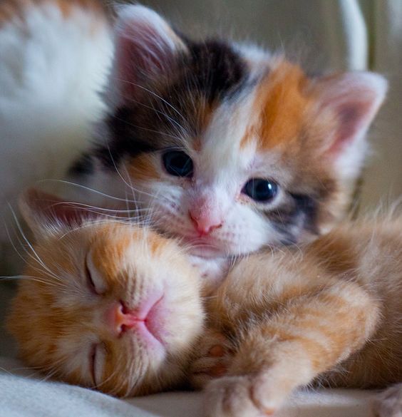Коты и Кошки