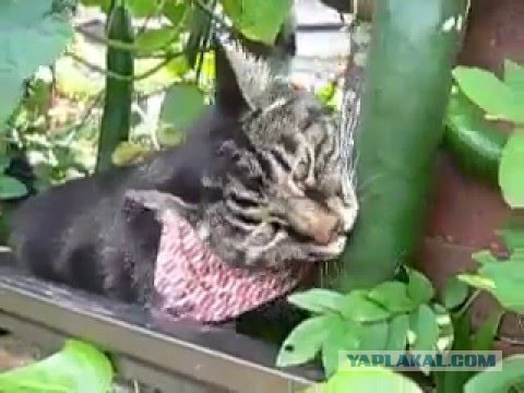 Почему коты боятся огурцов: страх и психология