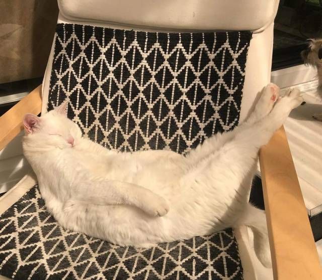 Прикольных котов пост