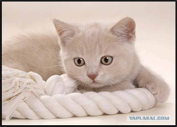 Даёшь Котовторник на ЯПе! (29.07.08)