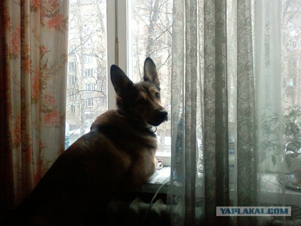 Собакопятница!