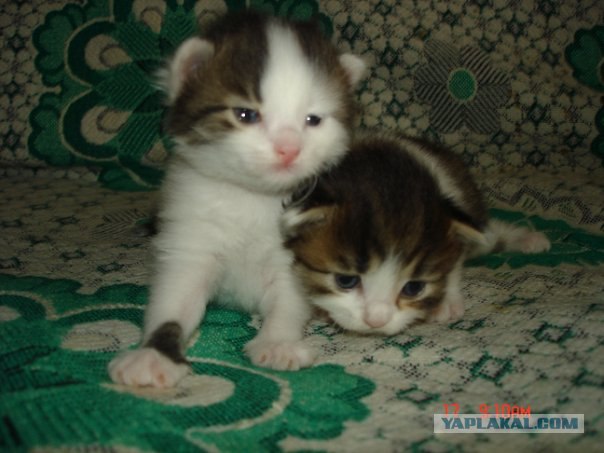 Котовторник уже сегодня!