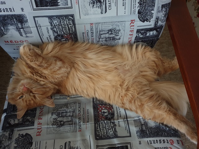 Давайте по котикам, которые с нами на самоизоляции