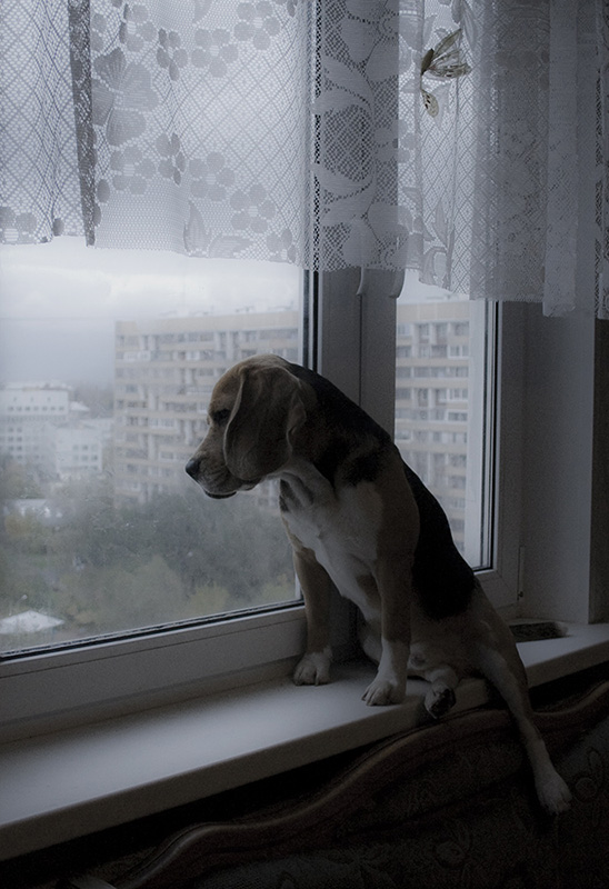 Котёнок смотрит в окно