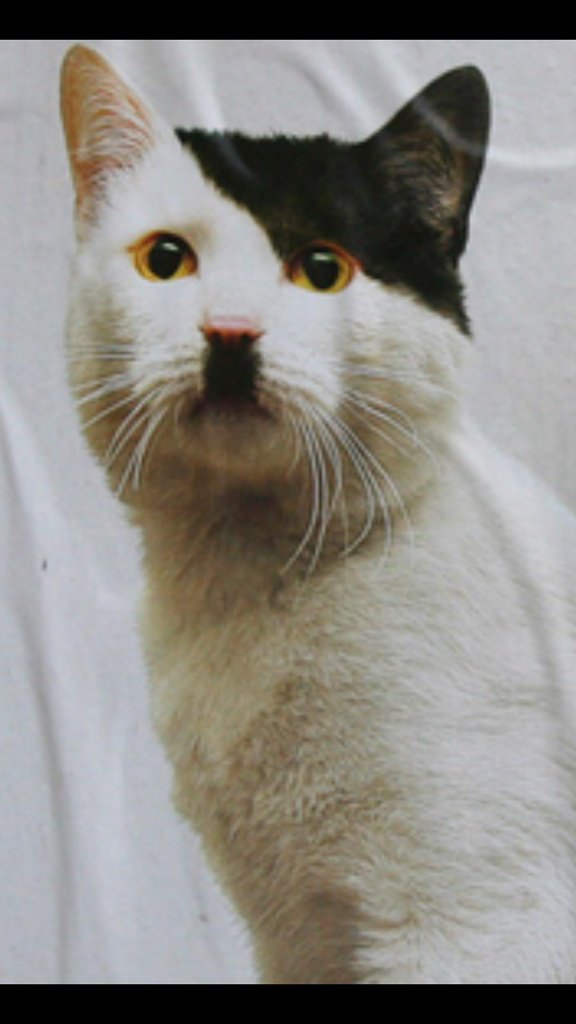 Котаны с забавным окрасом