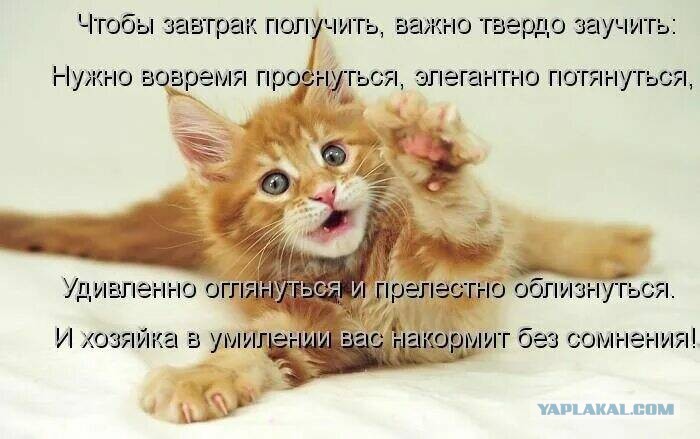 Доброе Утро Приколы С Кошками