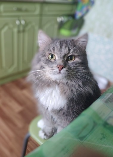Когда кот - твоя родственная душа