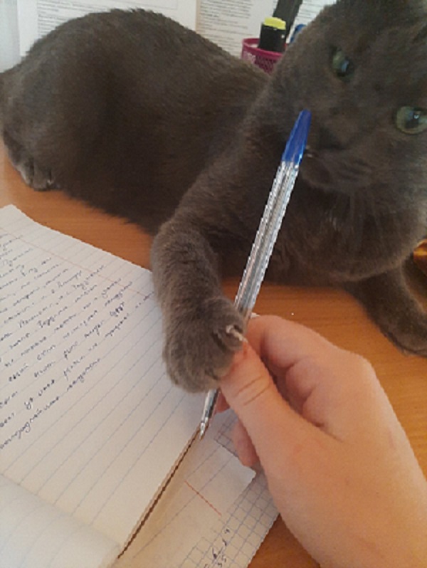 Всех с котовторником