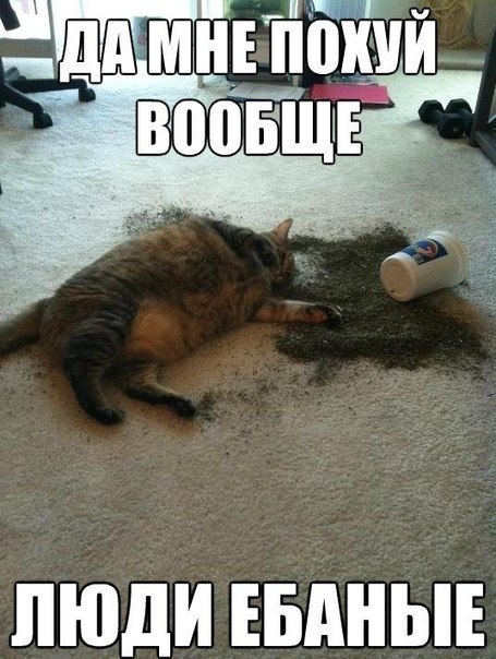 Все любят котиков!