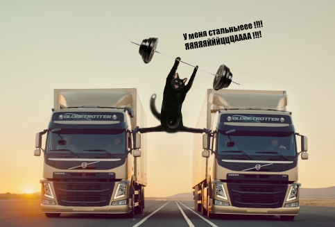 Жабы на котэ