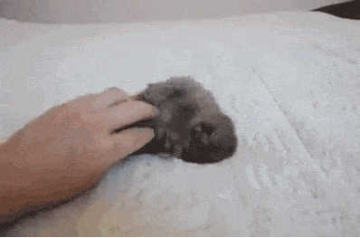 Чеши меня... чеши полностью!