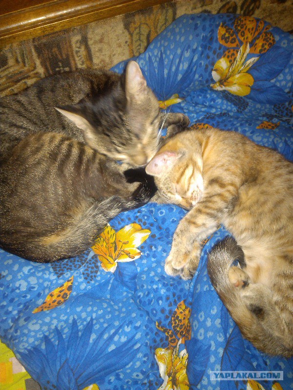 Котовторник 09.09.2014