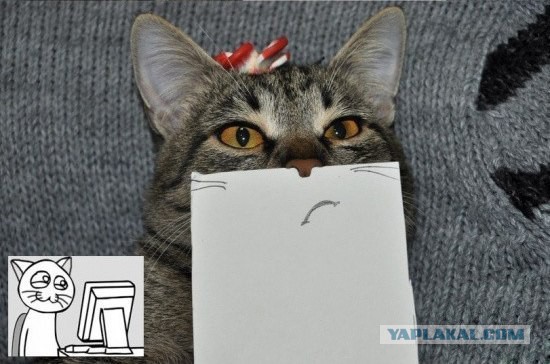 Котовторник