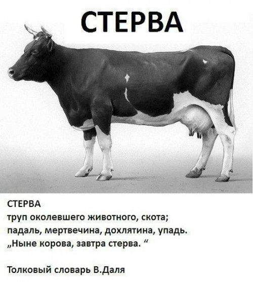 Анекдоты в пятницу