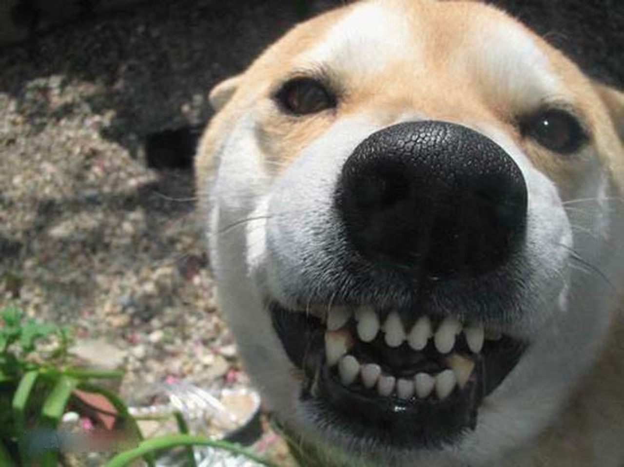 Хеллоу собаки. Собака улыбается. Собака улыбака. Собака улыбается с зубами. Улыбающаяся собака страшная.