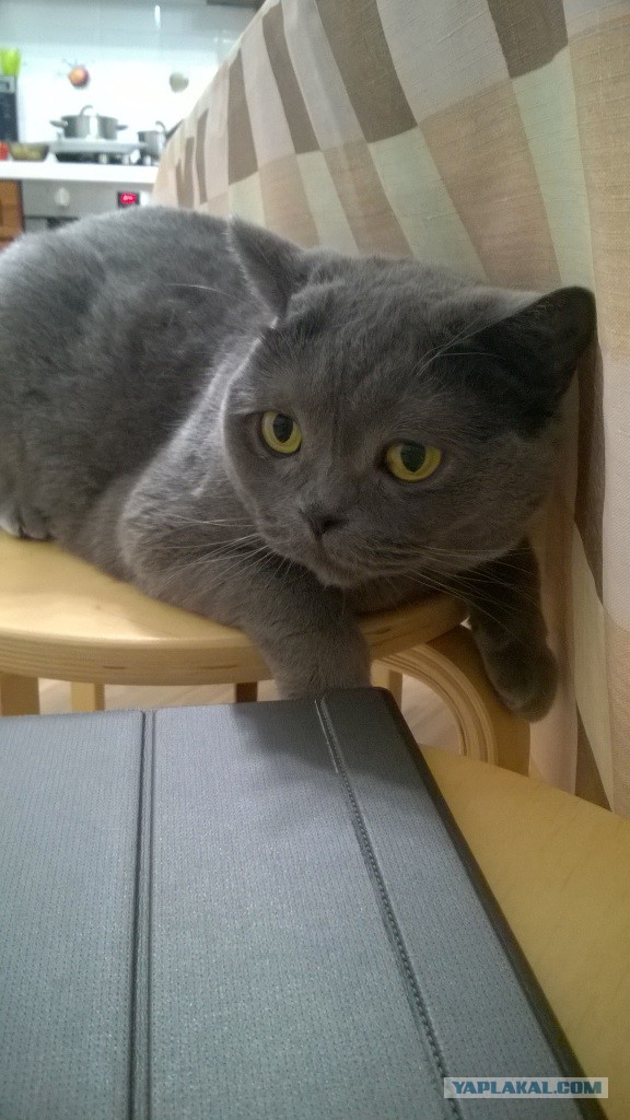 Котовторник 26.01.2016