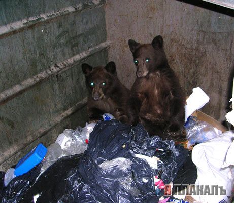 Все о МЕДВЕДЯХ