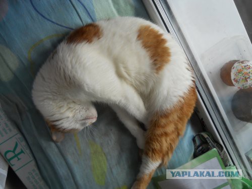 Котовторник 03.05.2016
