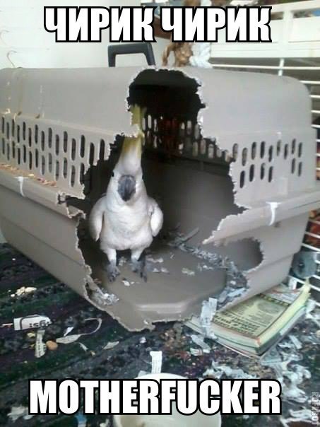 Интересные и веселые картинки