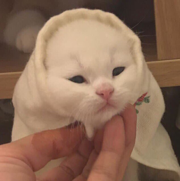 Коты и Кошки