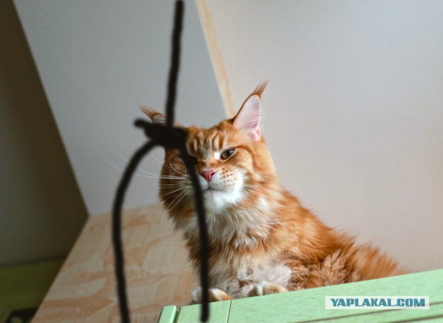 Как отучить кота мешать спать.