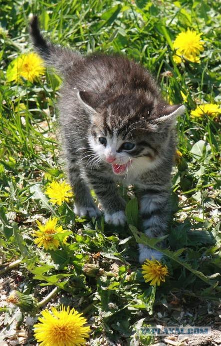 Котовторник на ЯПлакалъ (10.06.08), прикольные коты, добавляем свои!