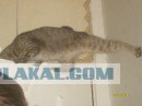 Десантный котовторник