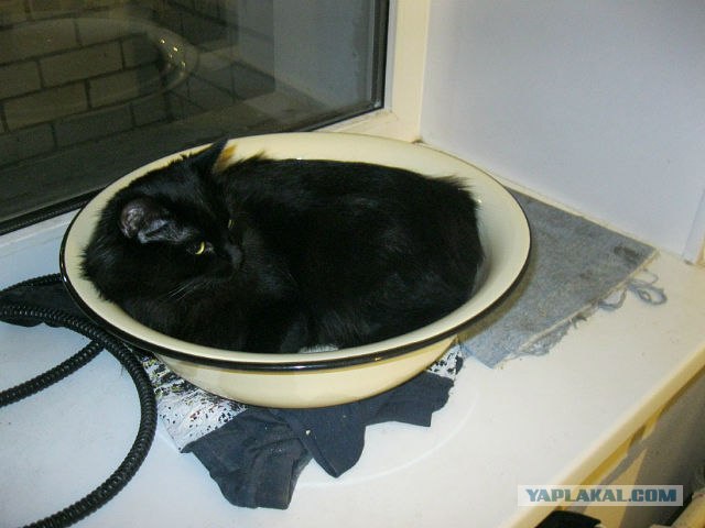 Котовторник! 13.03.2012