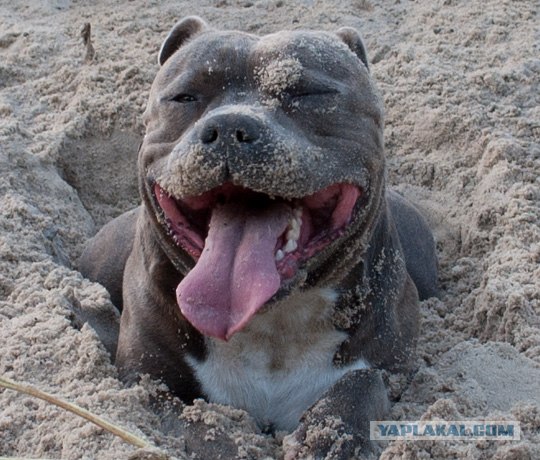 Собакочетверг