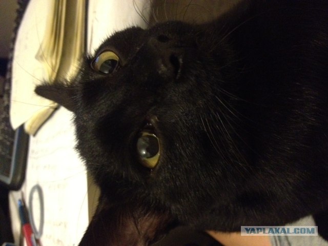 Котовторник 11.09.2012