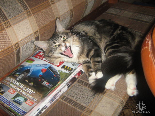 Котэ в кредит