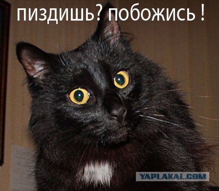 Эпичный кот