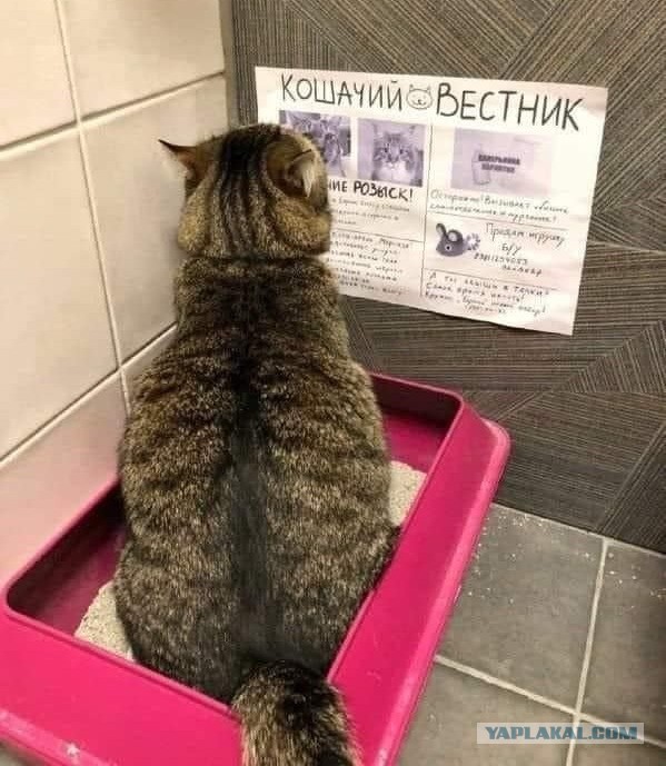 Картинки и мемы