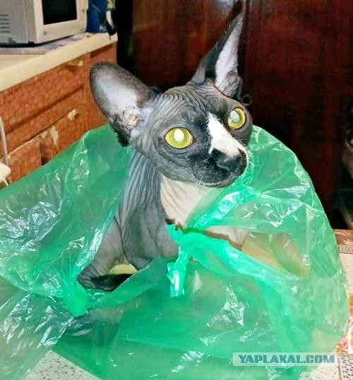 Котоманы, как не разориться на кормежке котов?
