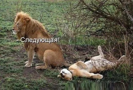 Юмор в картинках и без