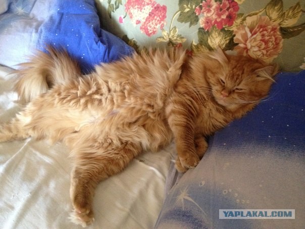 Котовторник 09.04.2013