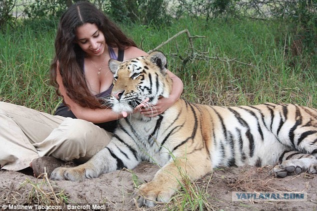 Бульдог, тигр и лев