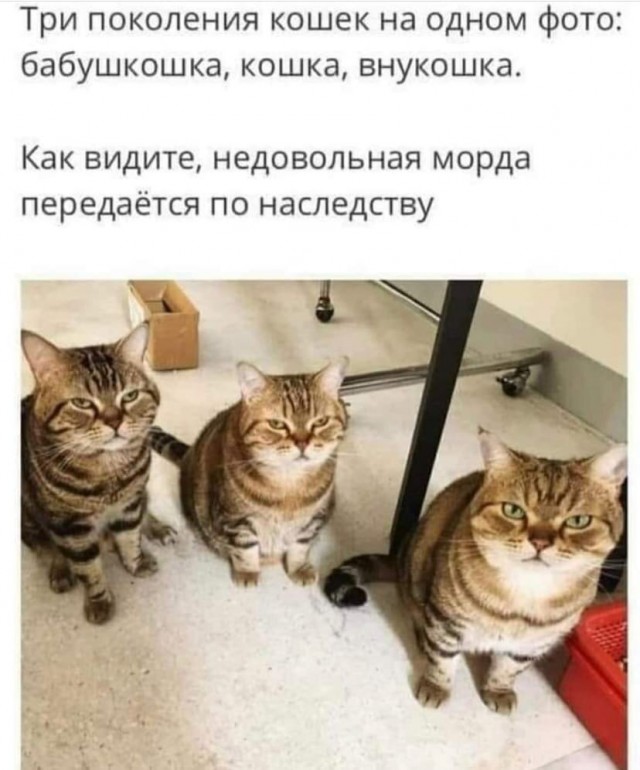 Скупка краденого из сети 09-08-2023