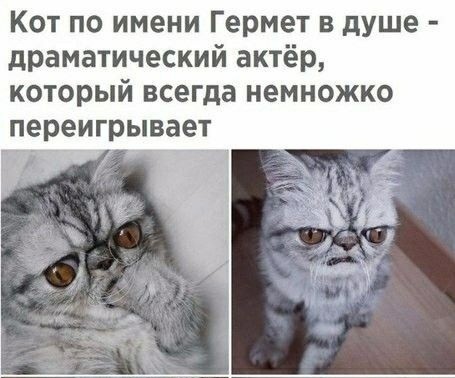 Мемчики и картинки для настроения и подумать