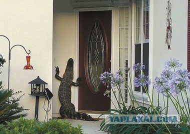 Обычный день во Флориде.