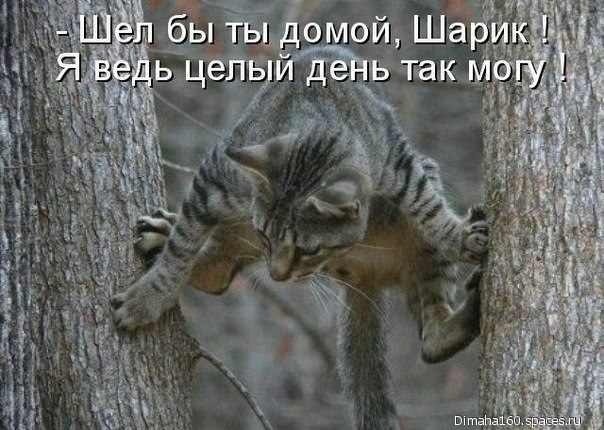 Котониндзя
