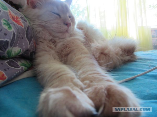 Котовторник 9.07.2013